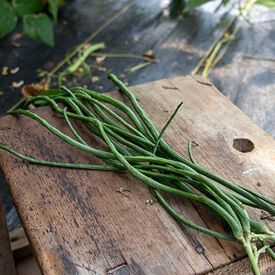 Python, Bean Seeds